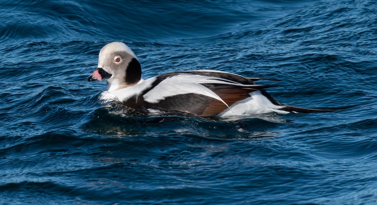 ברווז קרח - ML645461251
