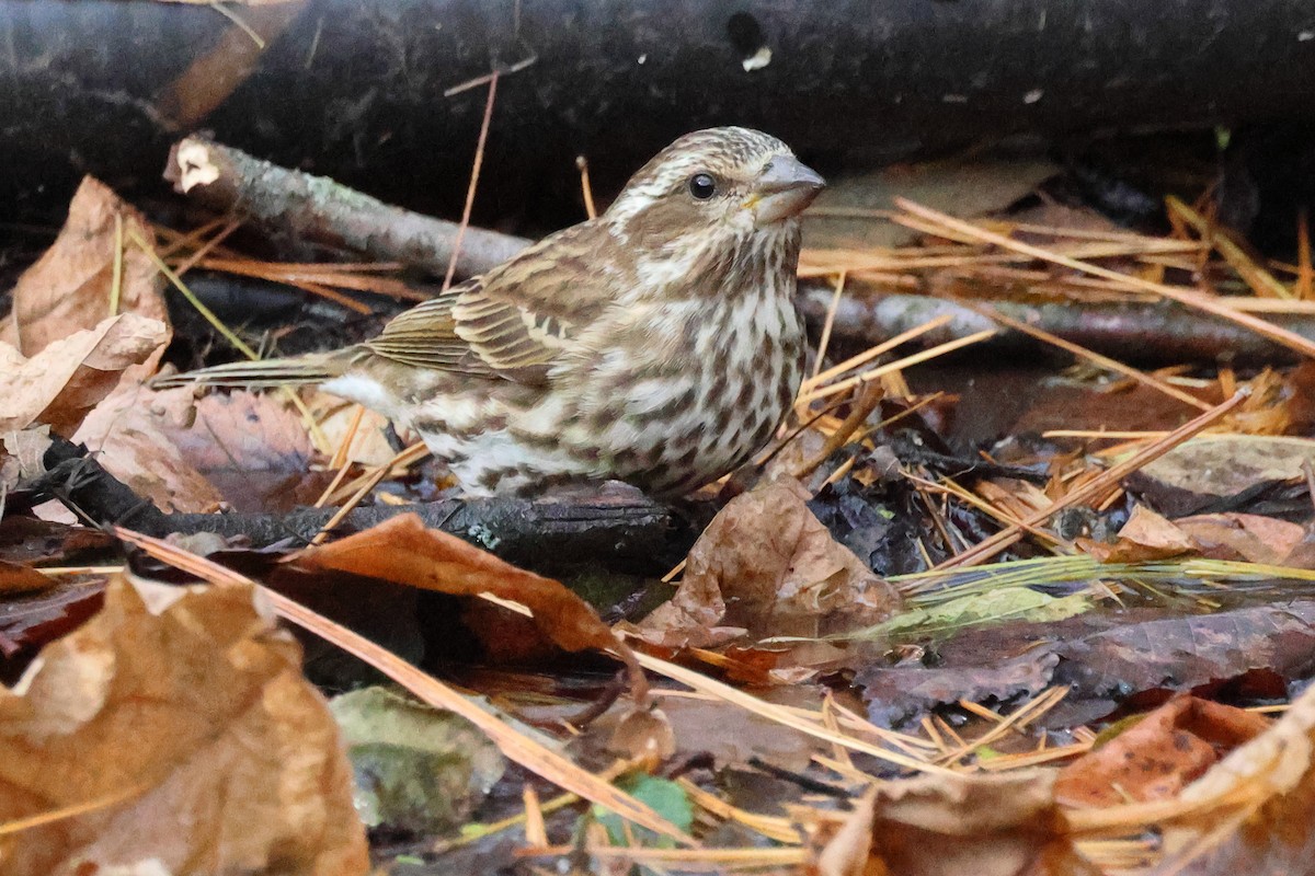 hýl nachový - ML645461252