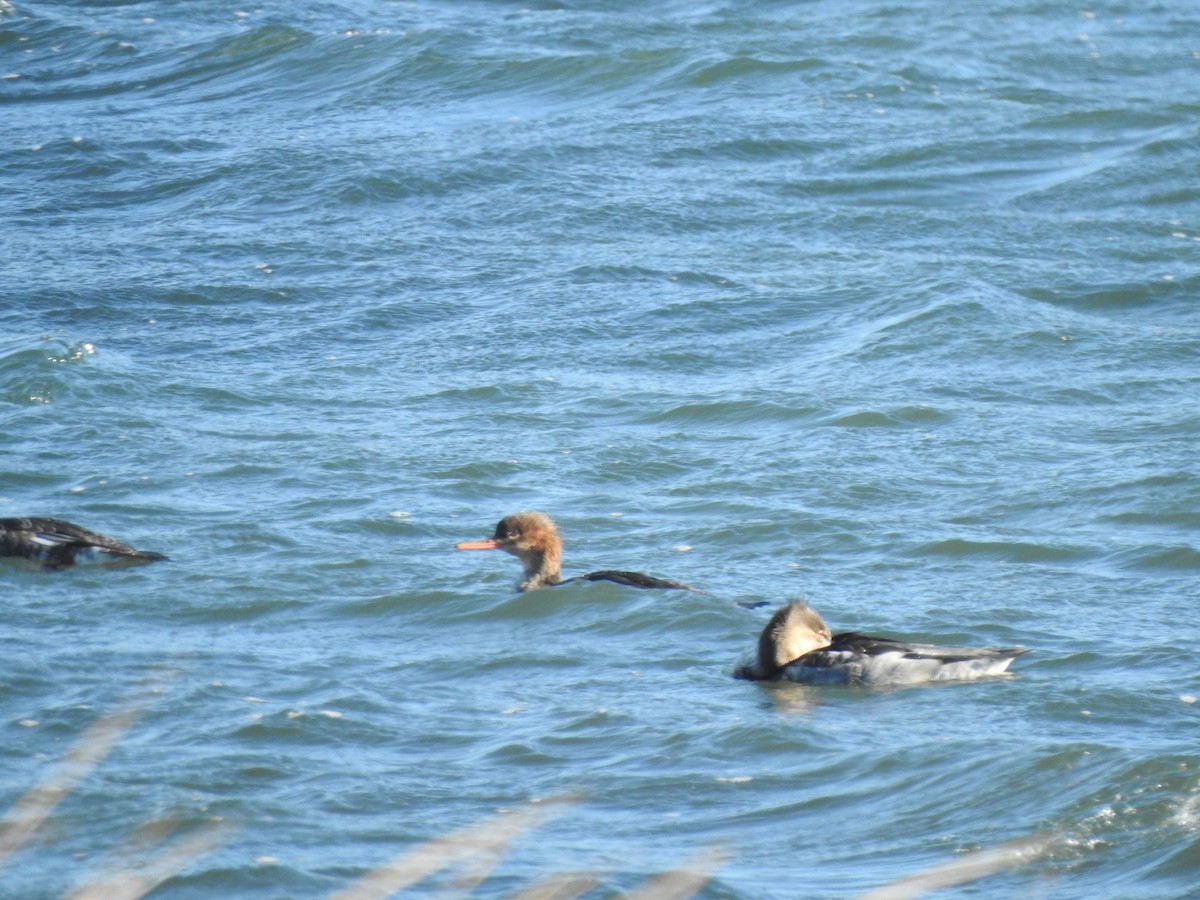 ウミアイサ - ML645461253