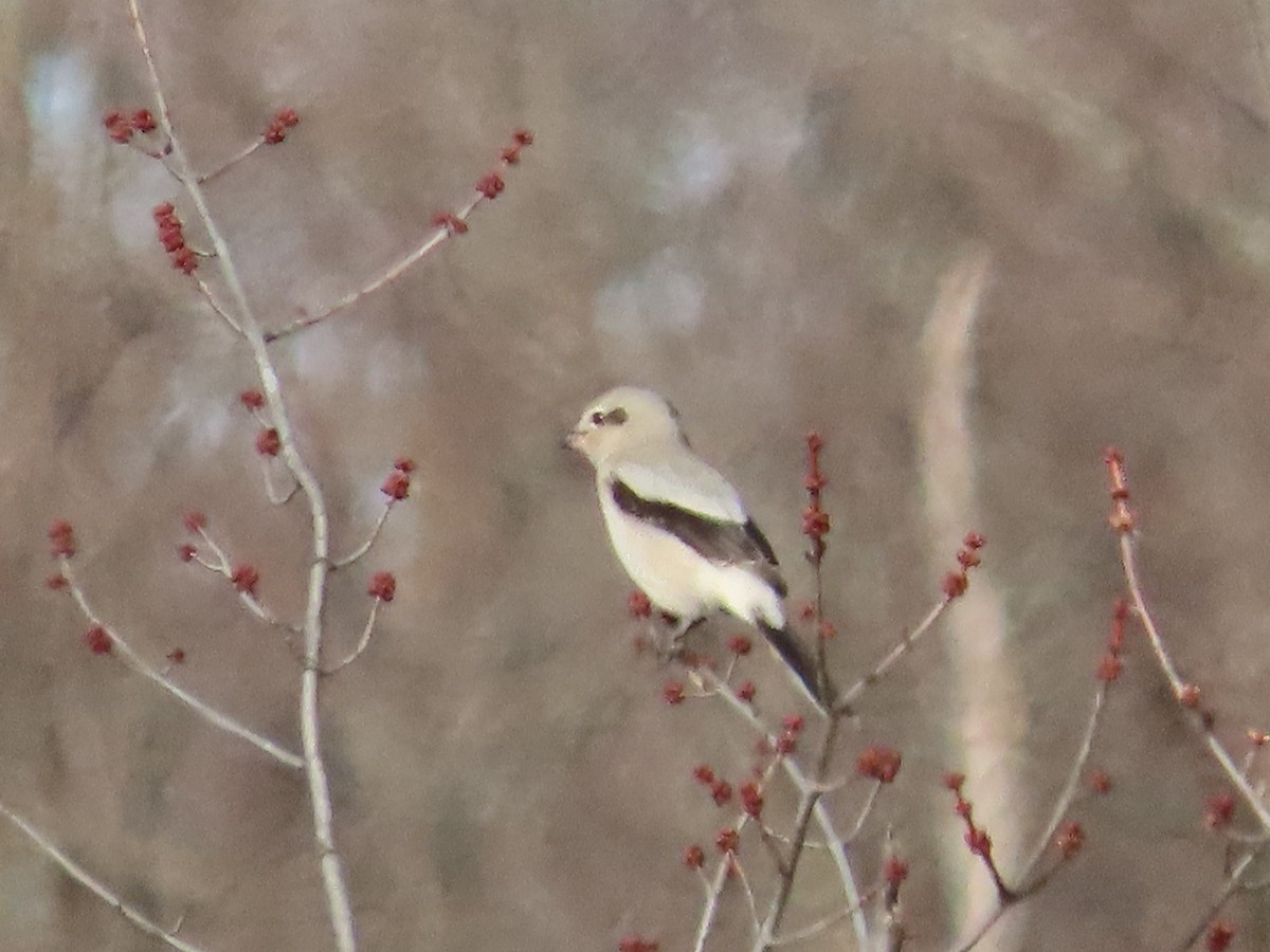 Northern Shrike - ML645461254