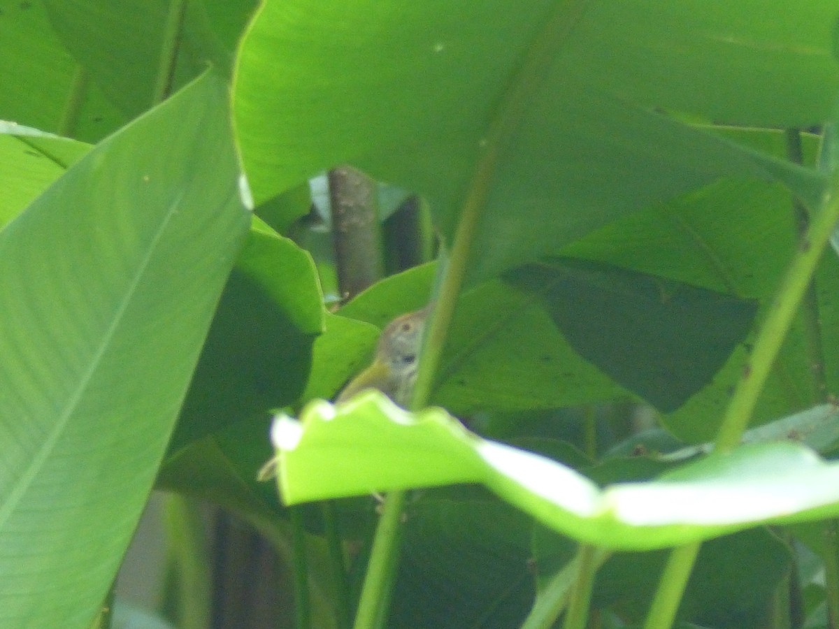 オナガサイホウチョウ - ML645461257