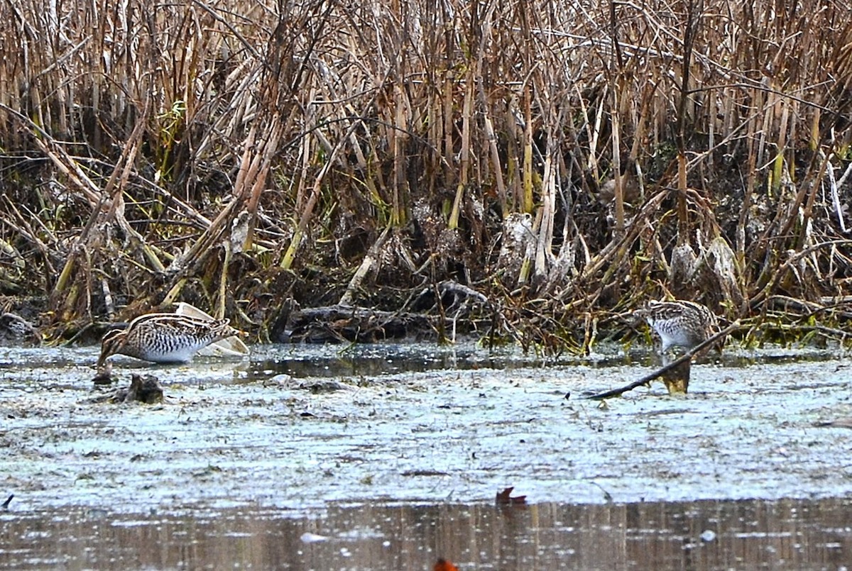 アメリカタシギ - ML645461258