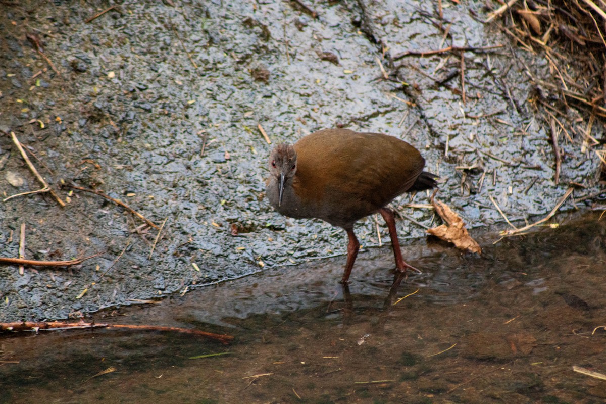 ハイムネモリクイナ - ML645461262