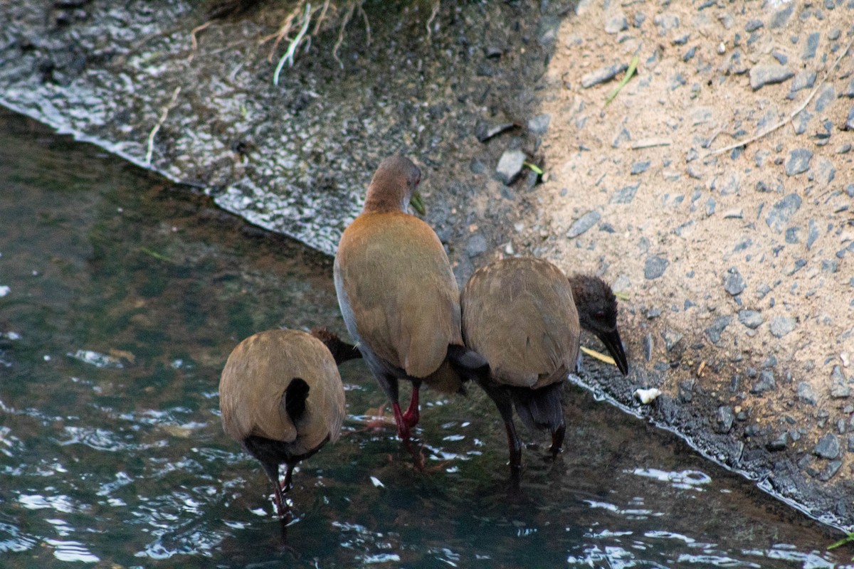 ハイムネモリクイナ - ML645461263