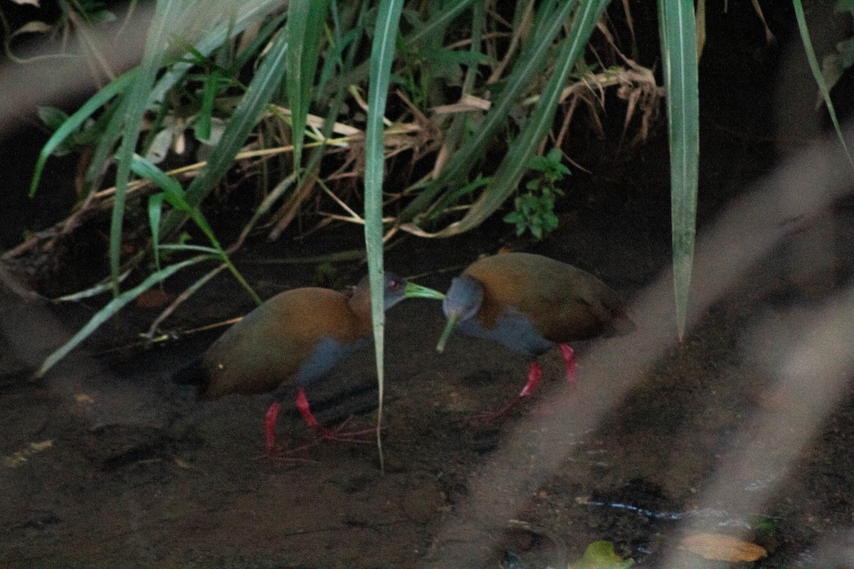 ハイムネモリクイナ - ML645461264