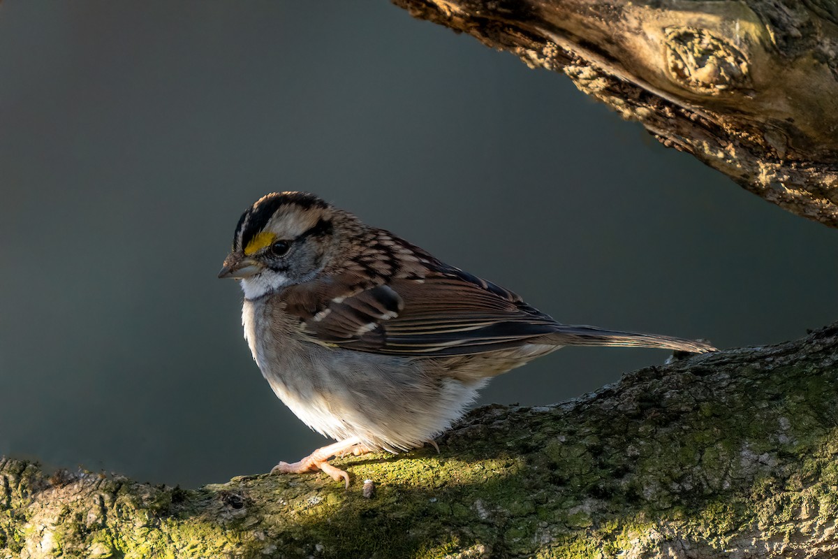 ノドジロシトド - ML645461265