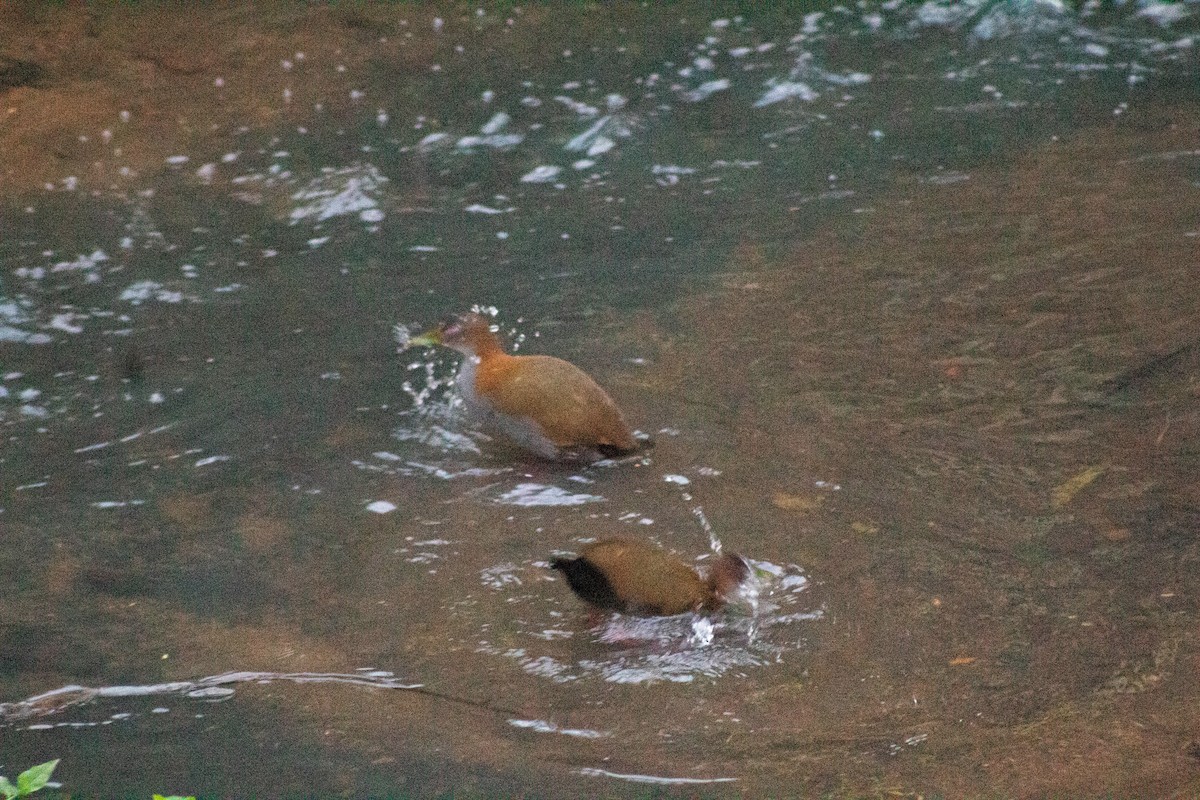 ハイムネモリクイナ - ML645461266