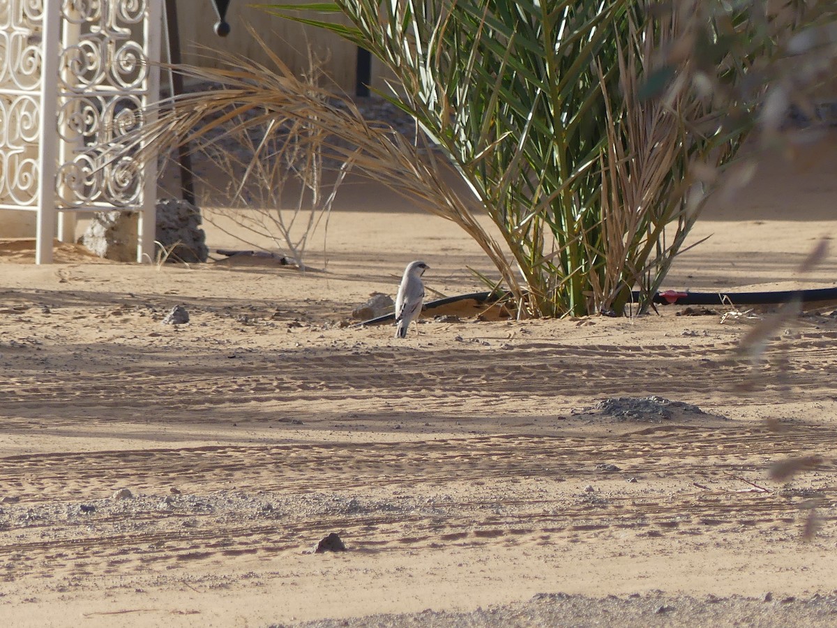 サバクスズメ - ML645461267