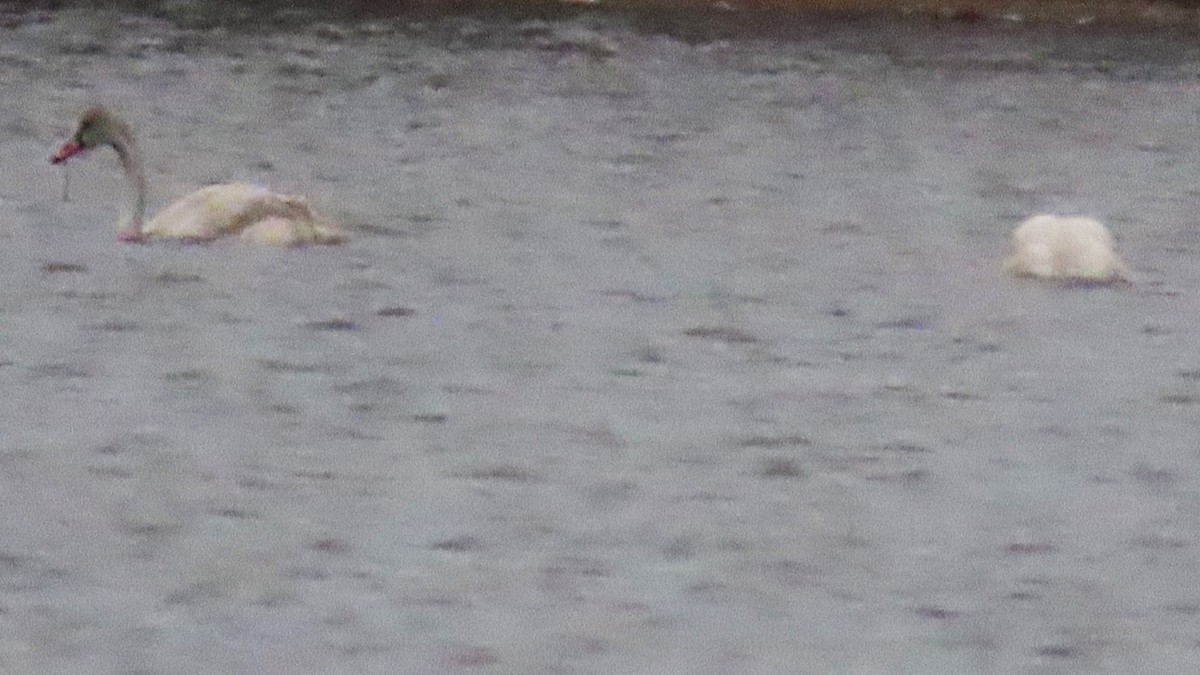 Гунгар хун - ML645461268