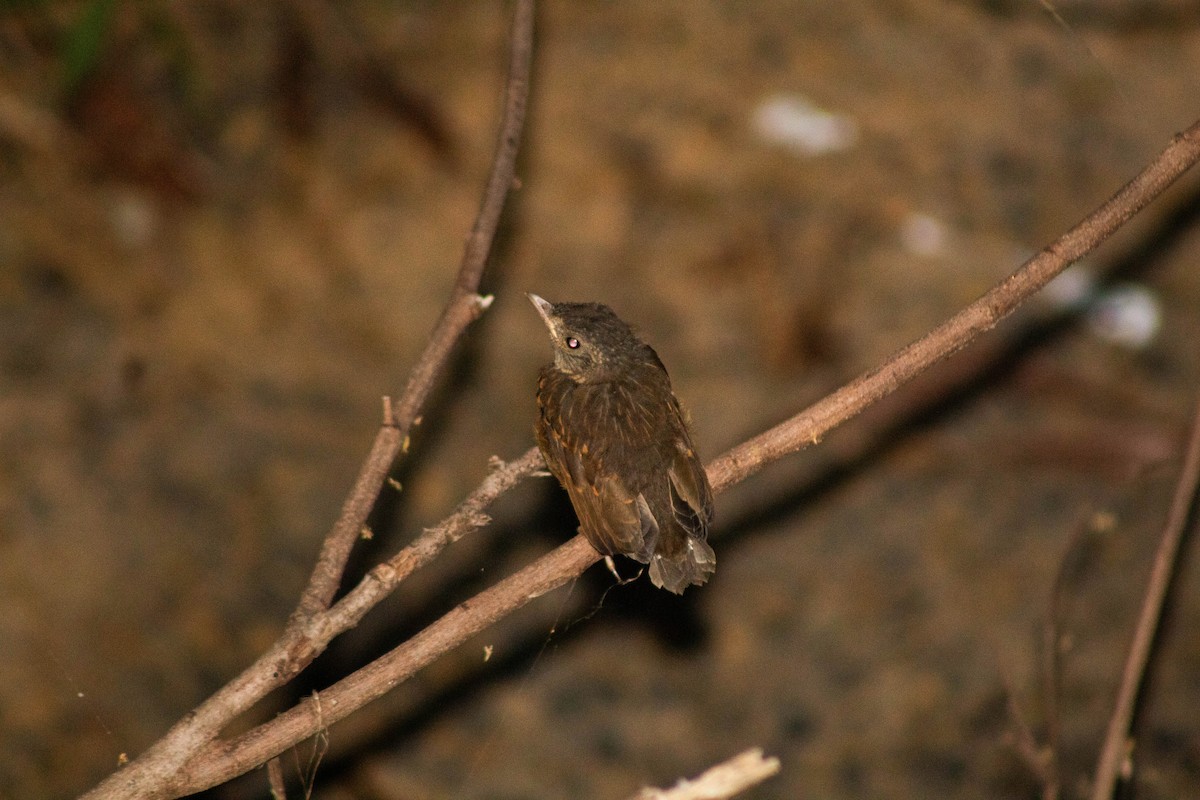 サメイロツグミ - ML645461269