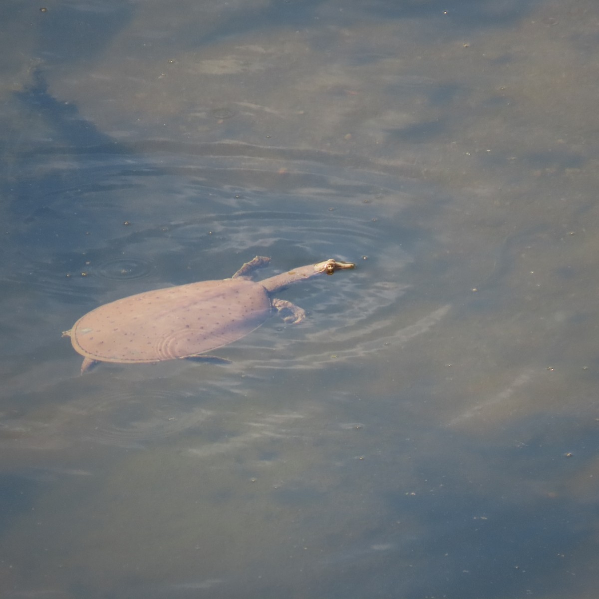 Texas Spiny Softshell - ML645461270