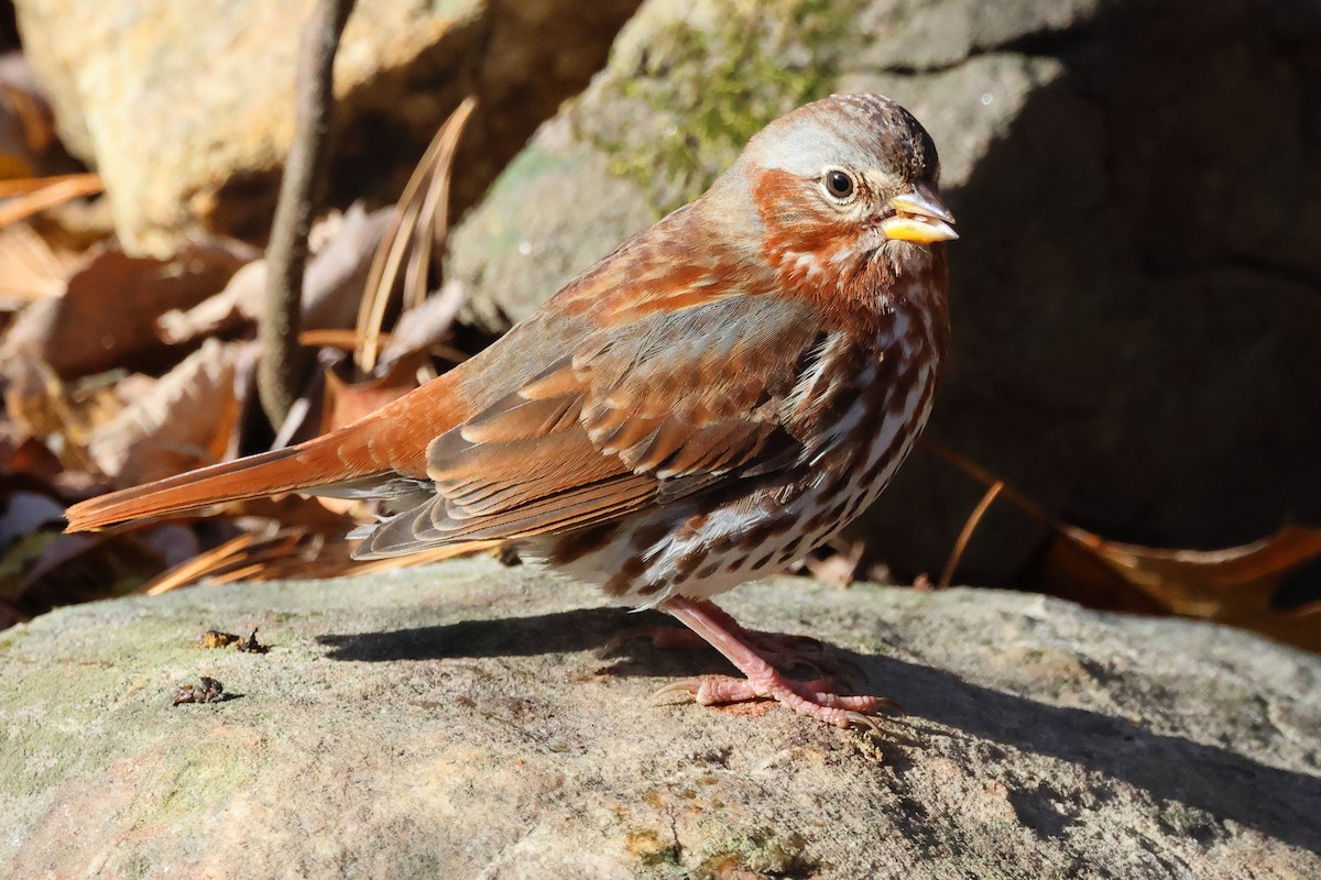 ゴマフスズメ - ML645461272