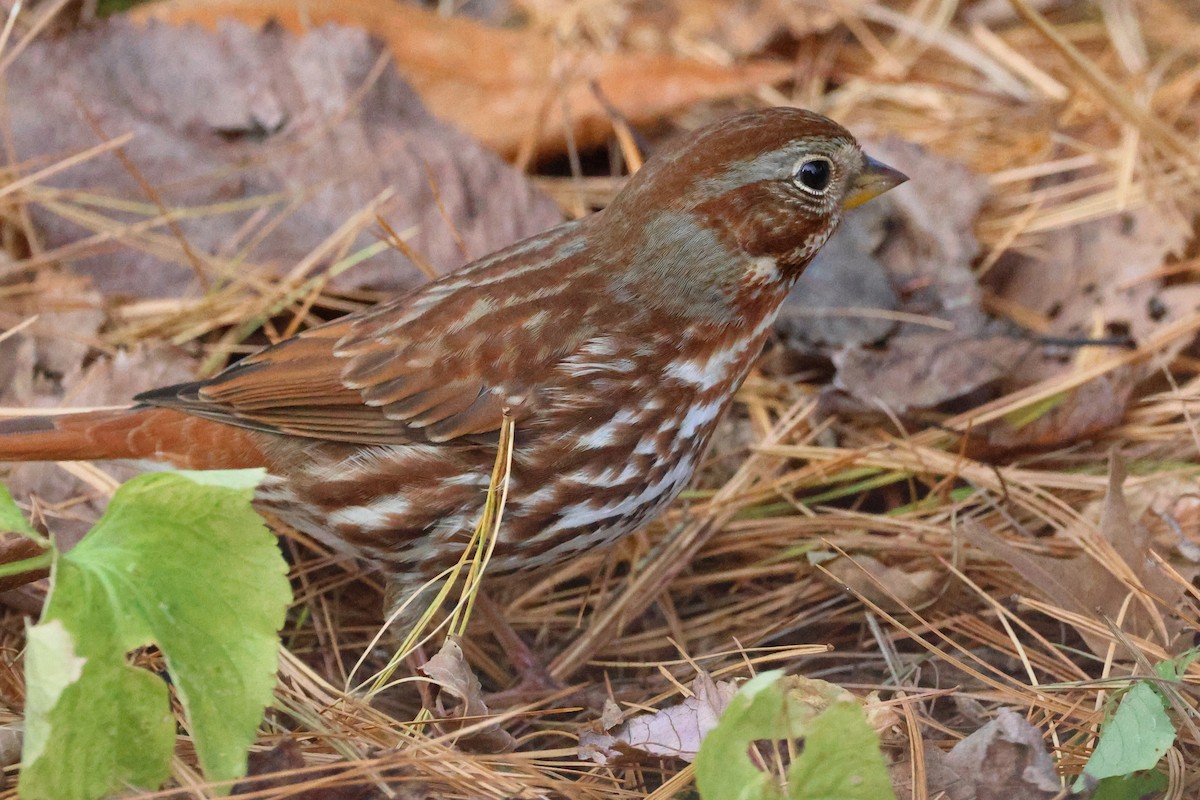 ゴマフスズメ - ML645461273