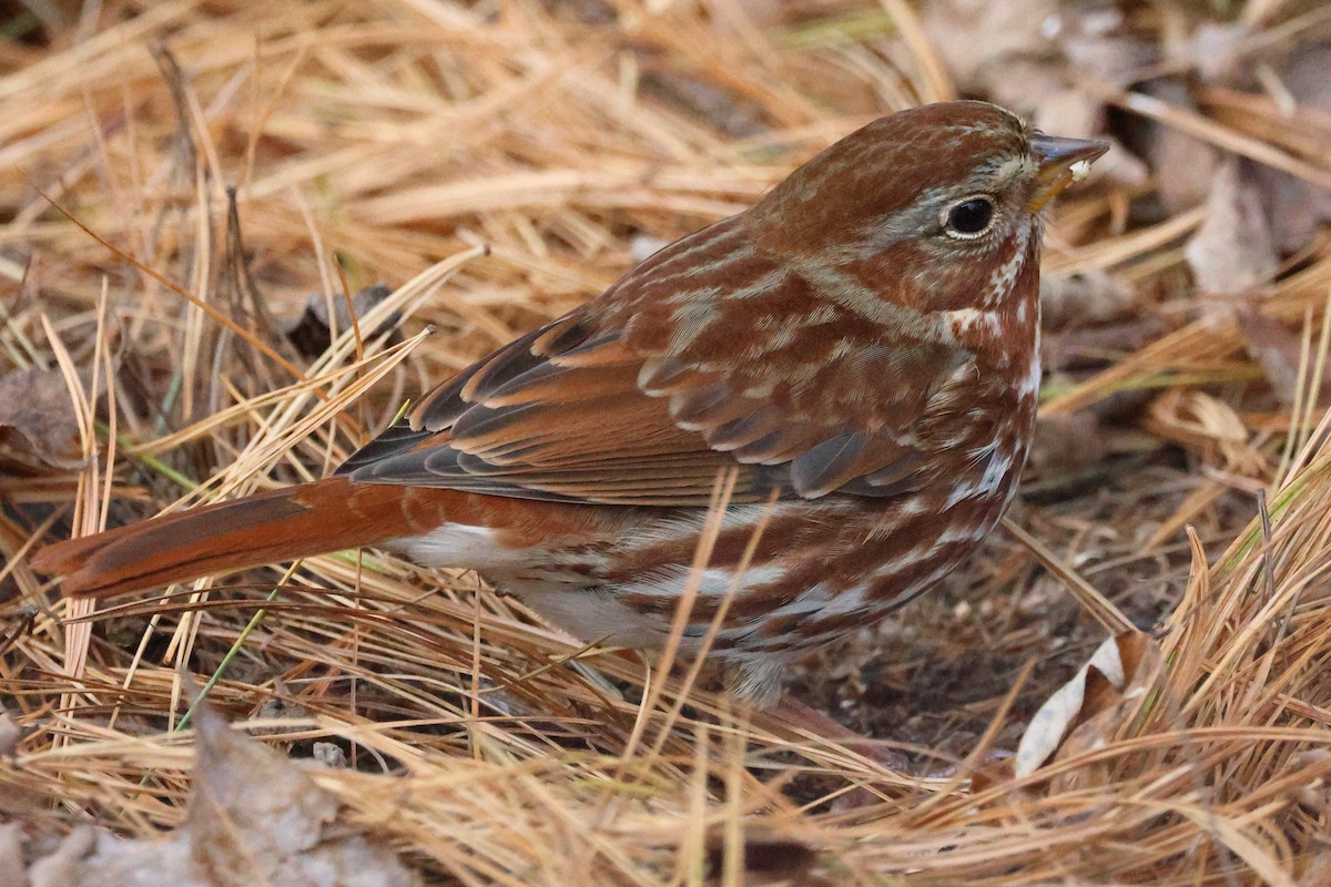 ゴマフスズメ - ML645461274