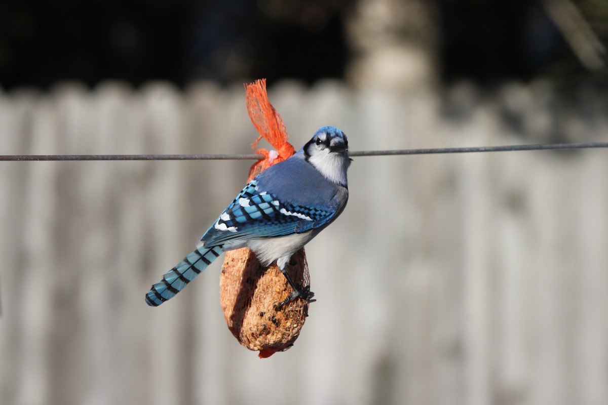 アオカケス - ML645461275