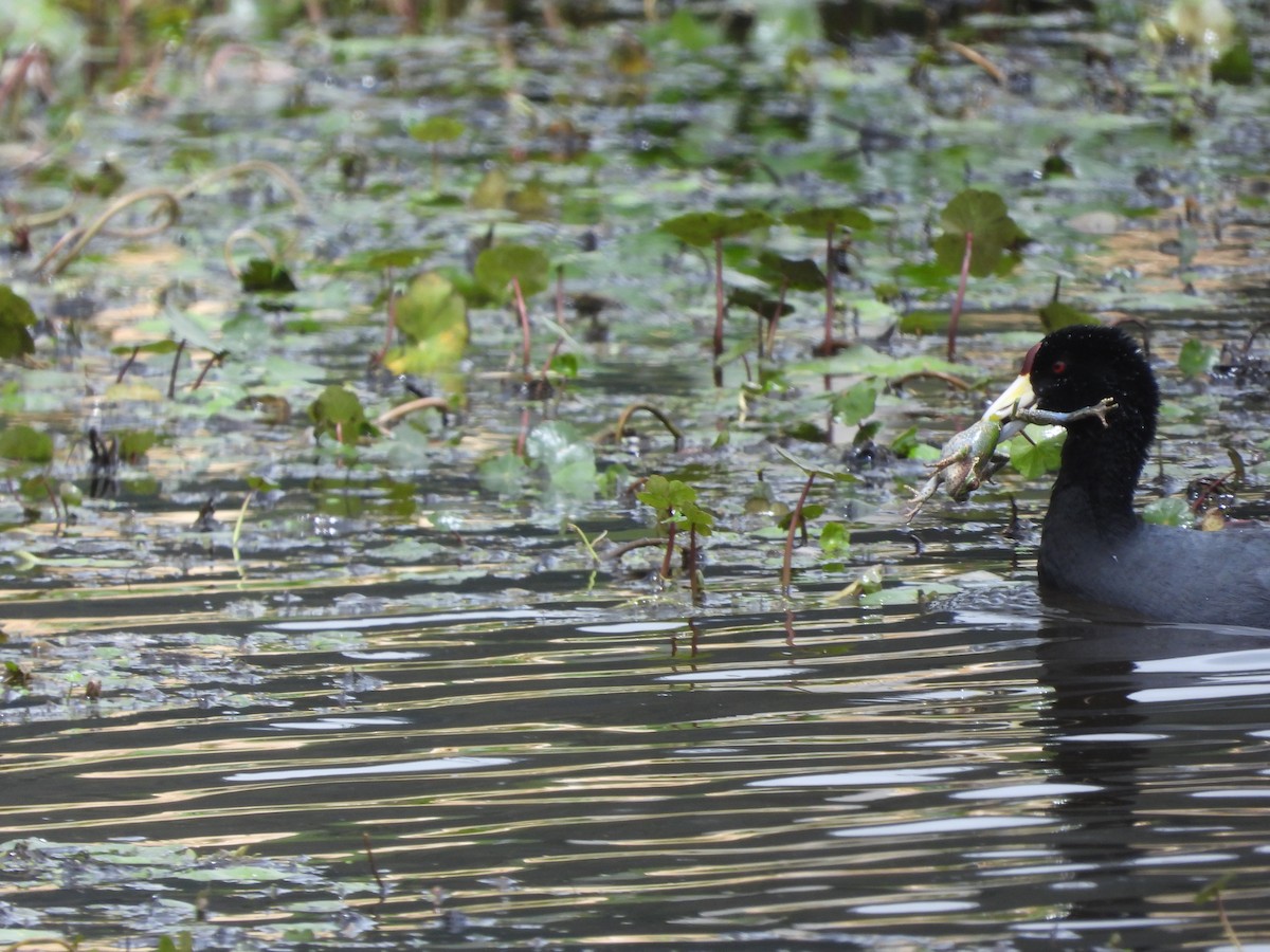 ハイイロオオバン - ML645461278
