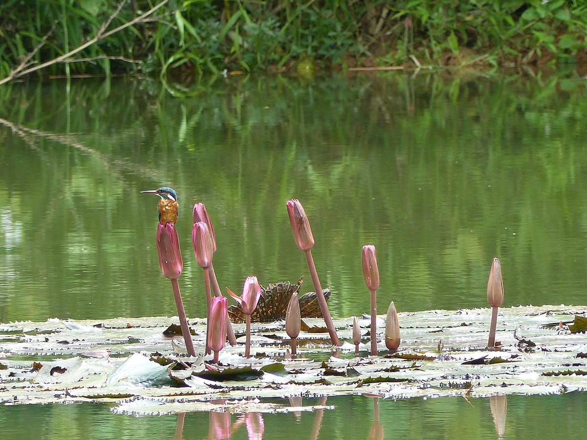 カワセミ - ML645461281