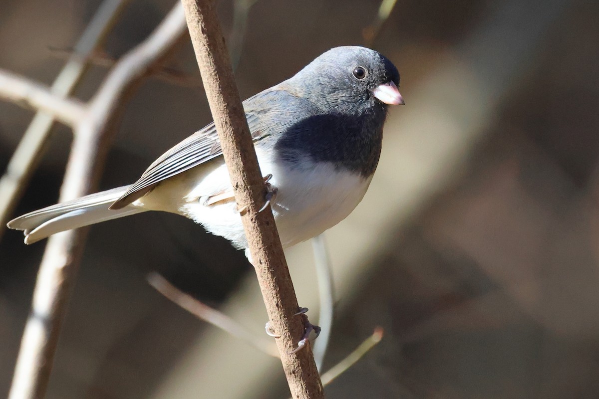 ユキヒメドリ - ML645461283