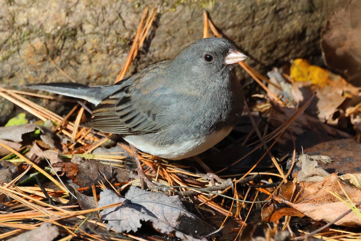 ユキヒメドリ - ML645461285