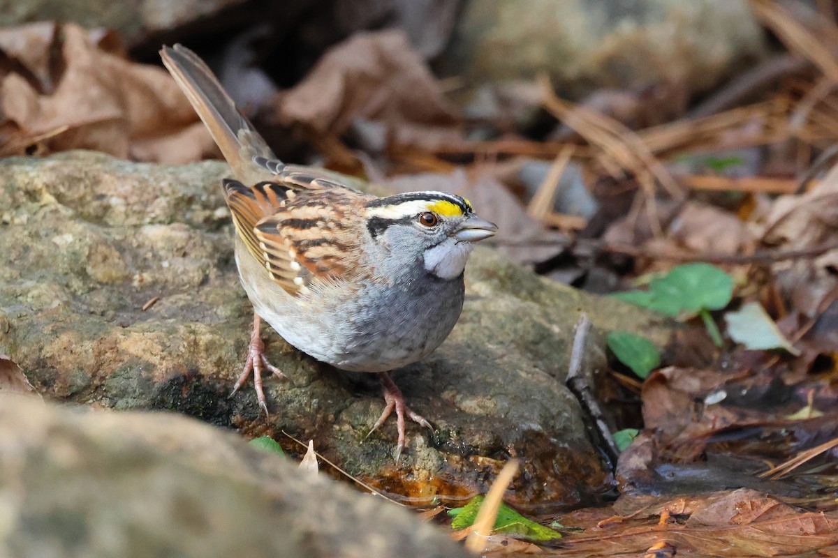 ノドジロシトド - ML645461290