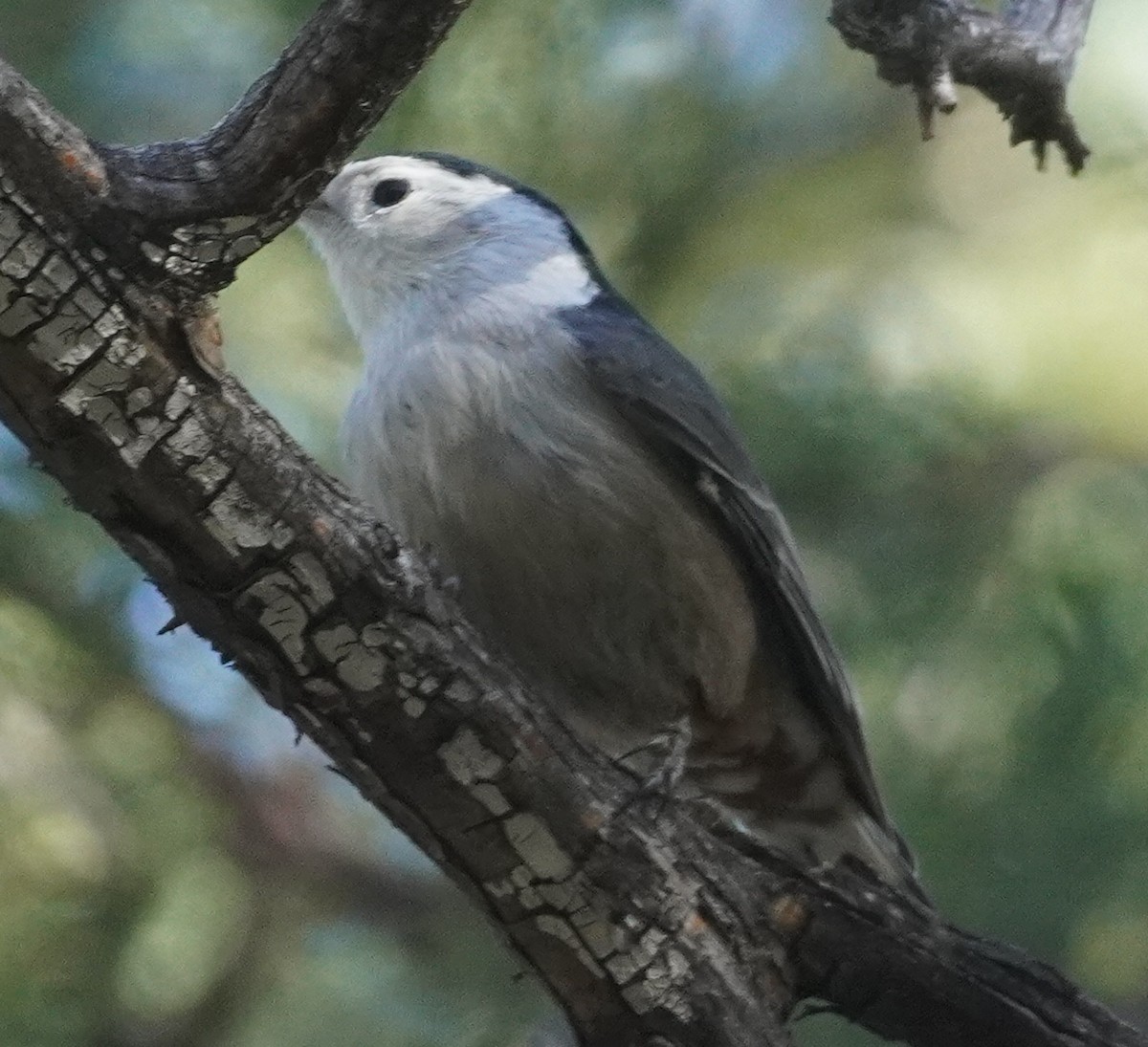 ムナジロゴジュウカラ - ML645461292