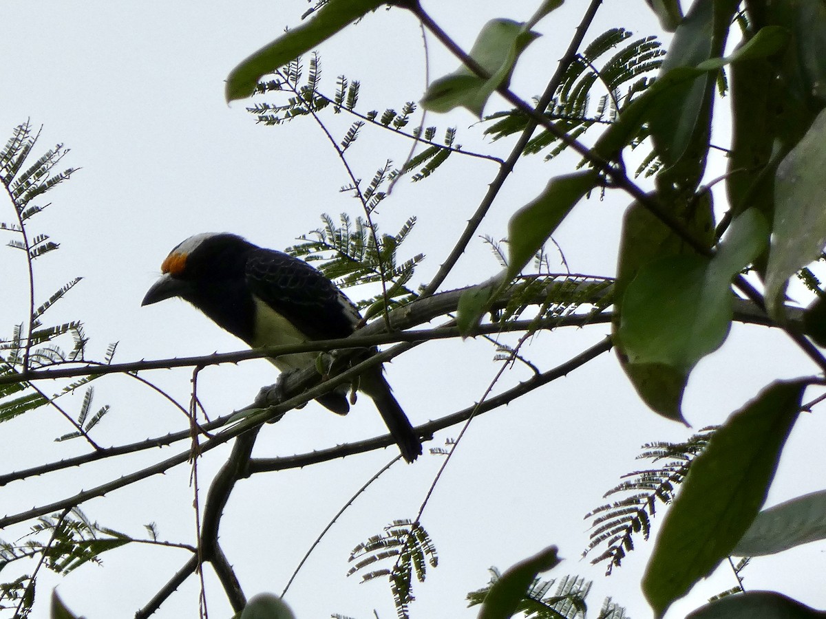 Orange-fronted Barbet - ML645461297