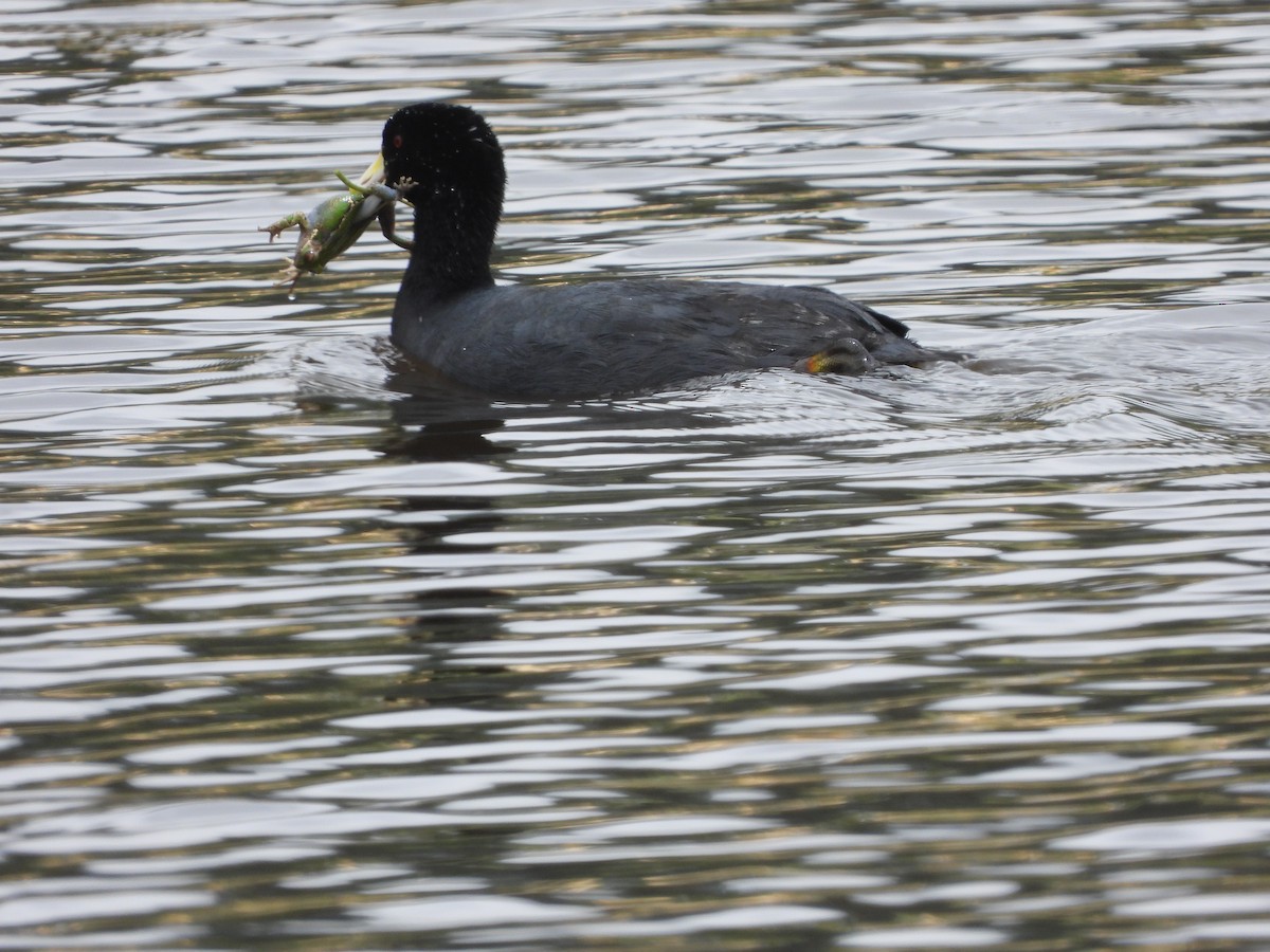 Slate-colored Coot - ML645461300