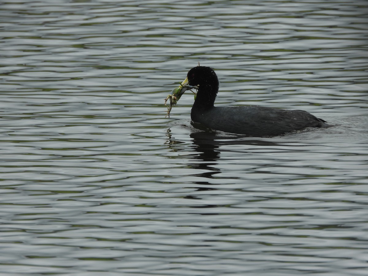 Slate-colored Coot - ML645461301
