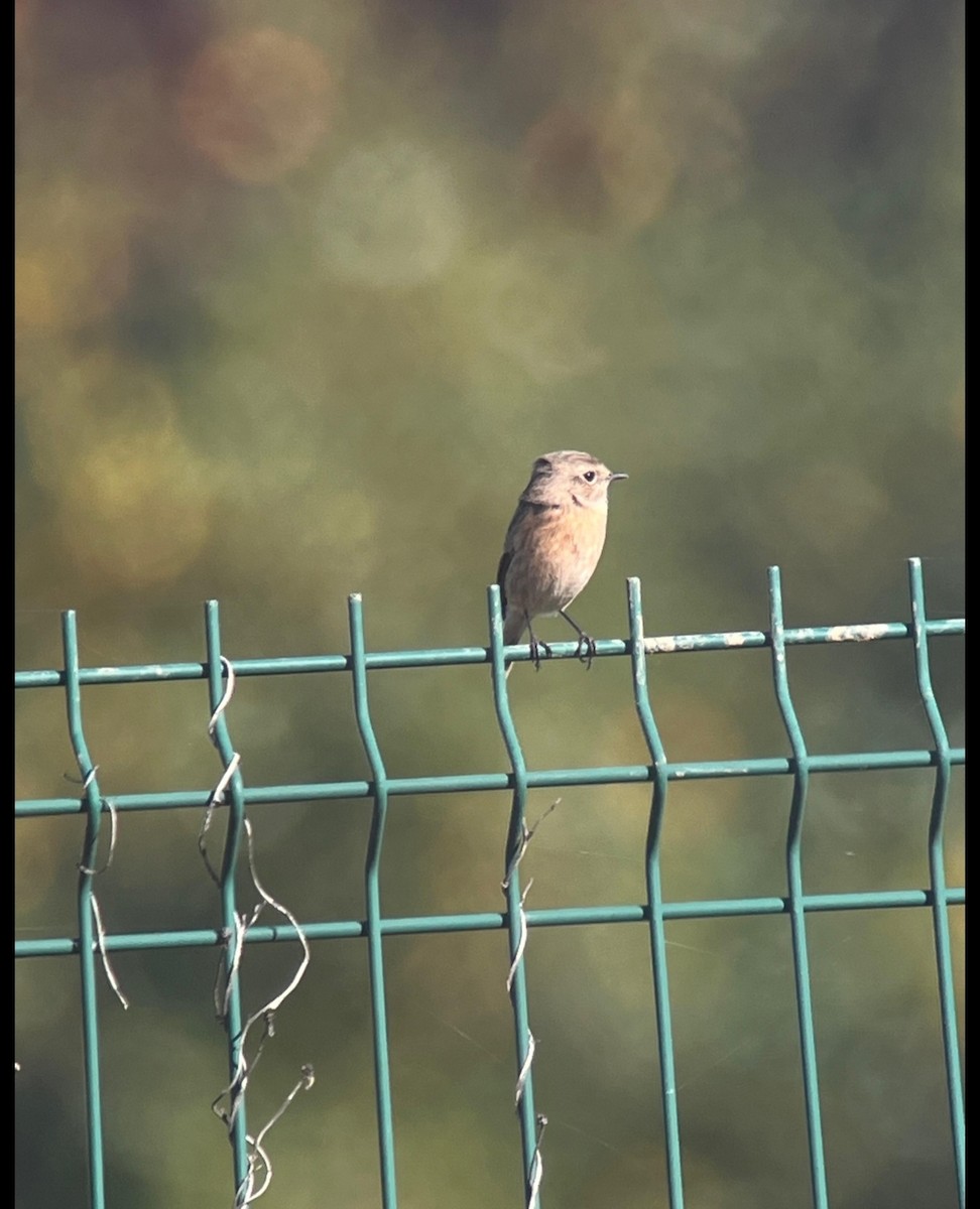 European Stonechat - ML645461305