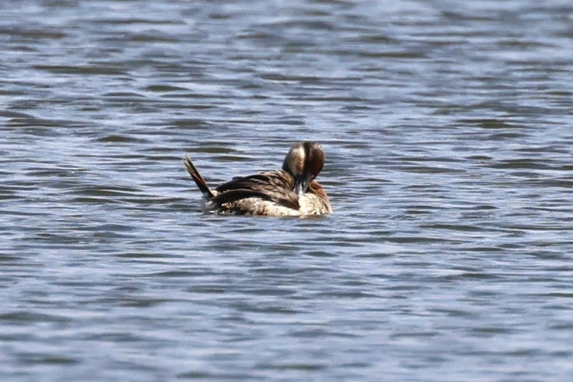 Ruddy Duck - ML645461307