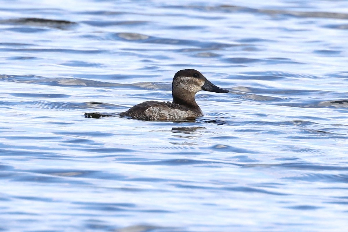 Ruddy Duck - ML645461308