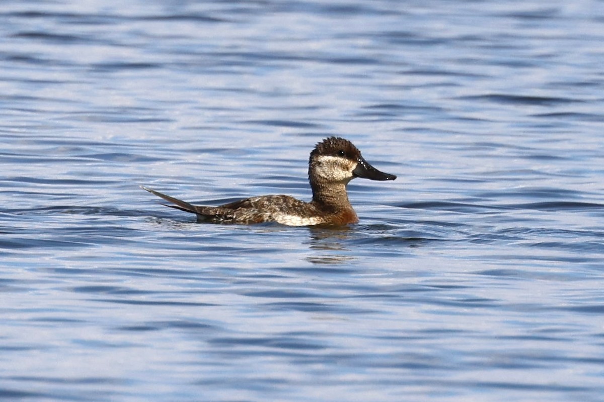 Ruddy Duck - ML645461309