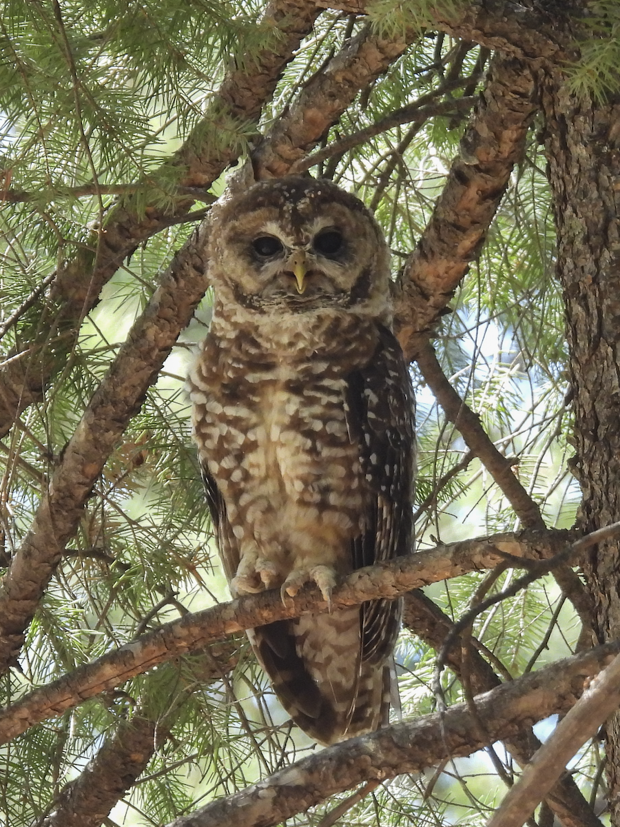 Chouette tachetée - ML645461312