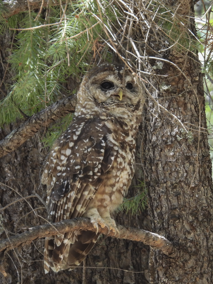 Chouette tachetée - ML645461315