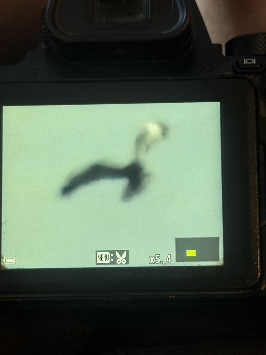 Rough-legged Hawk - ML645461321