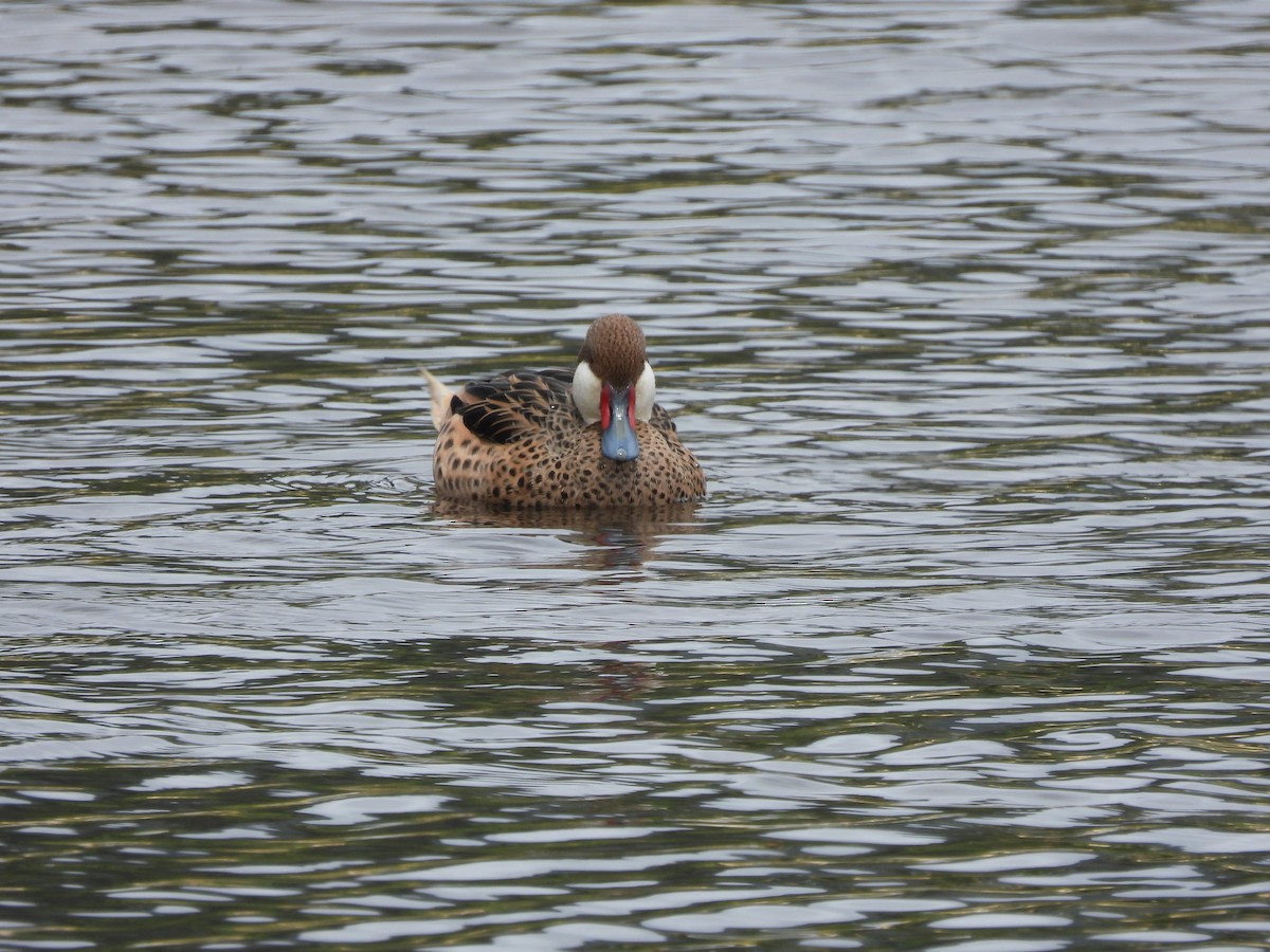 Bahamaente - ML645461323