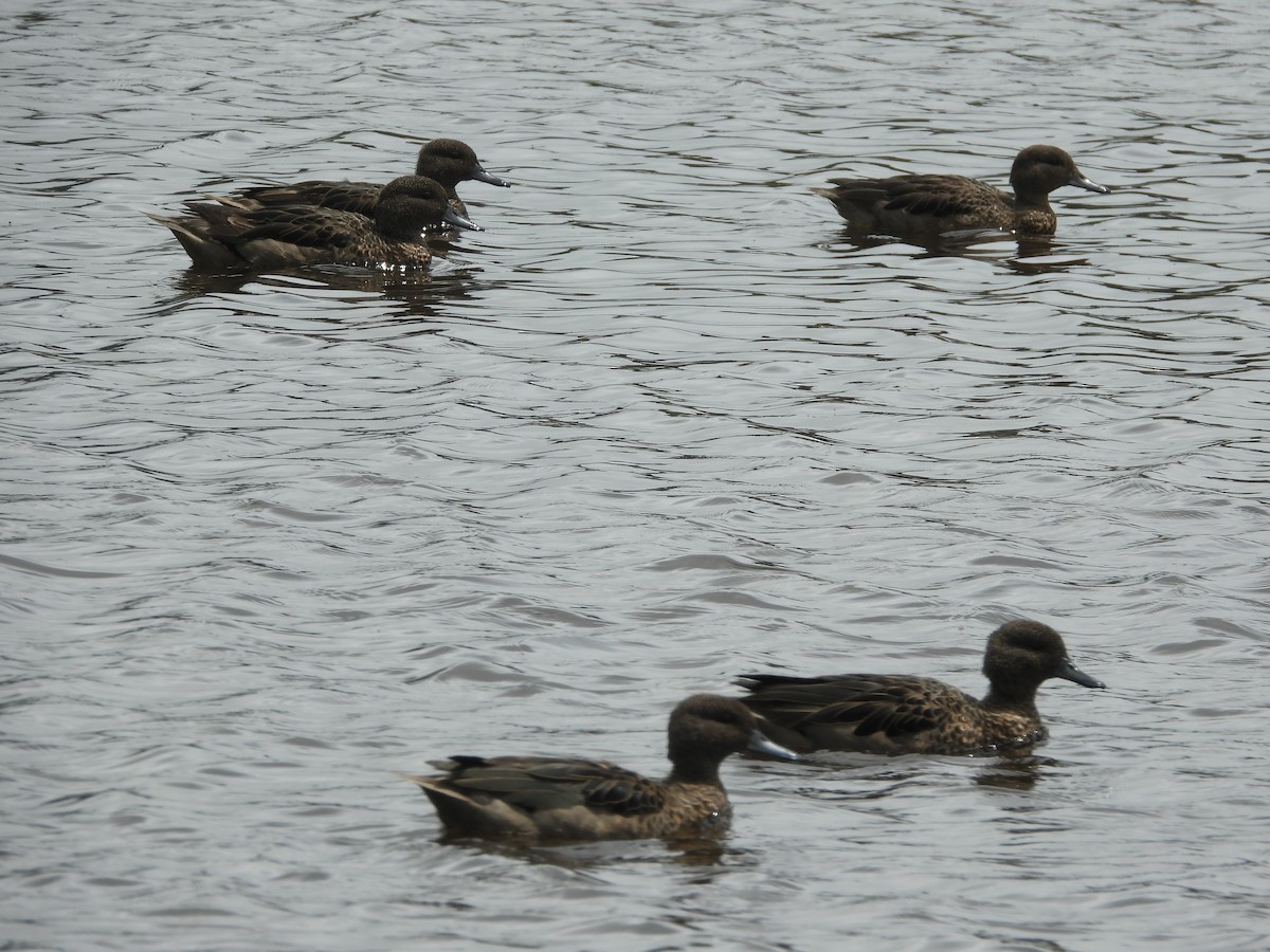 Sarcelle des Andes - ML645461328