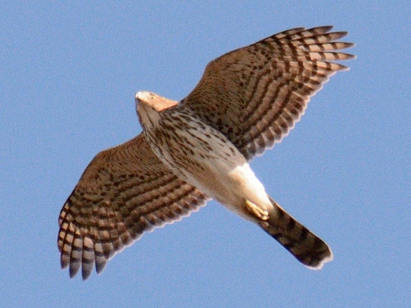 Cooper's Hawk - ML645461331