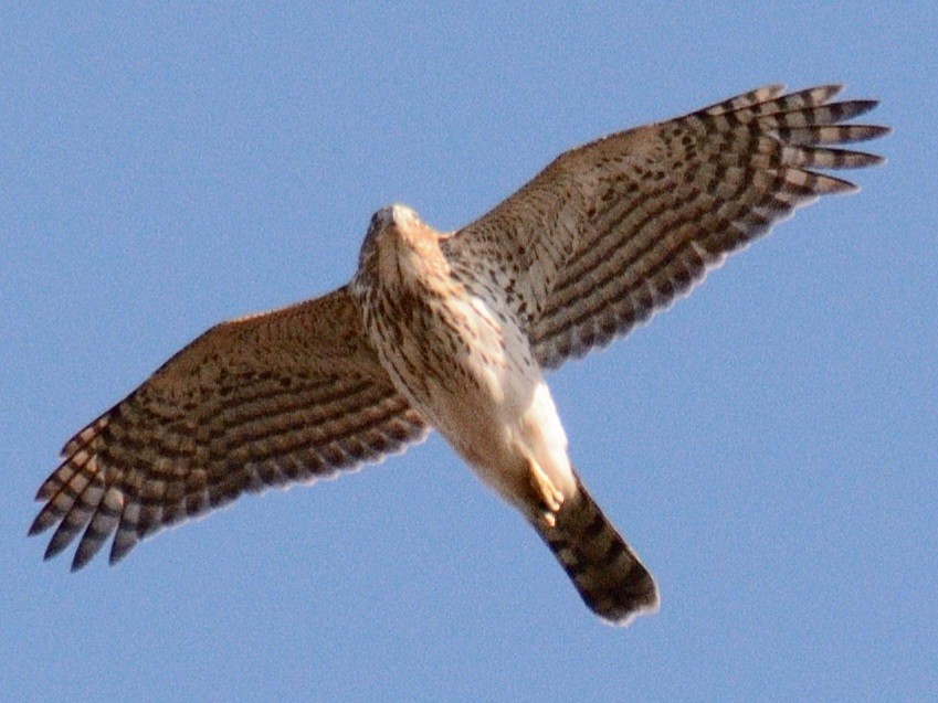 Cooper's Hawk - ML645461332