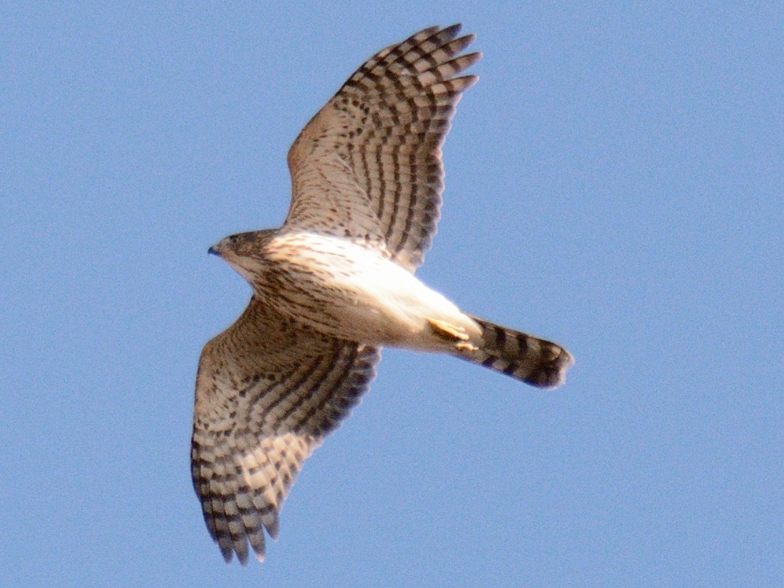 Cooper's Hawk - ML645461333