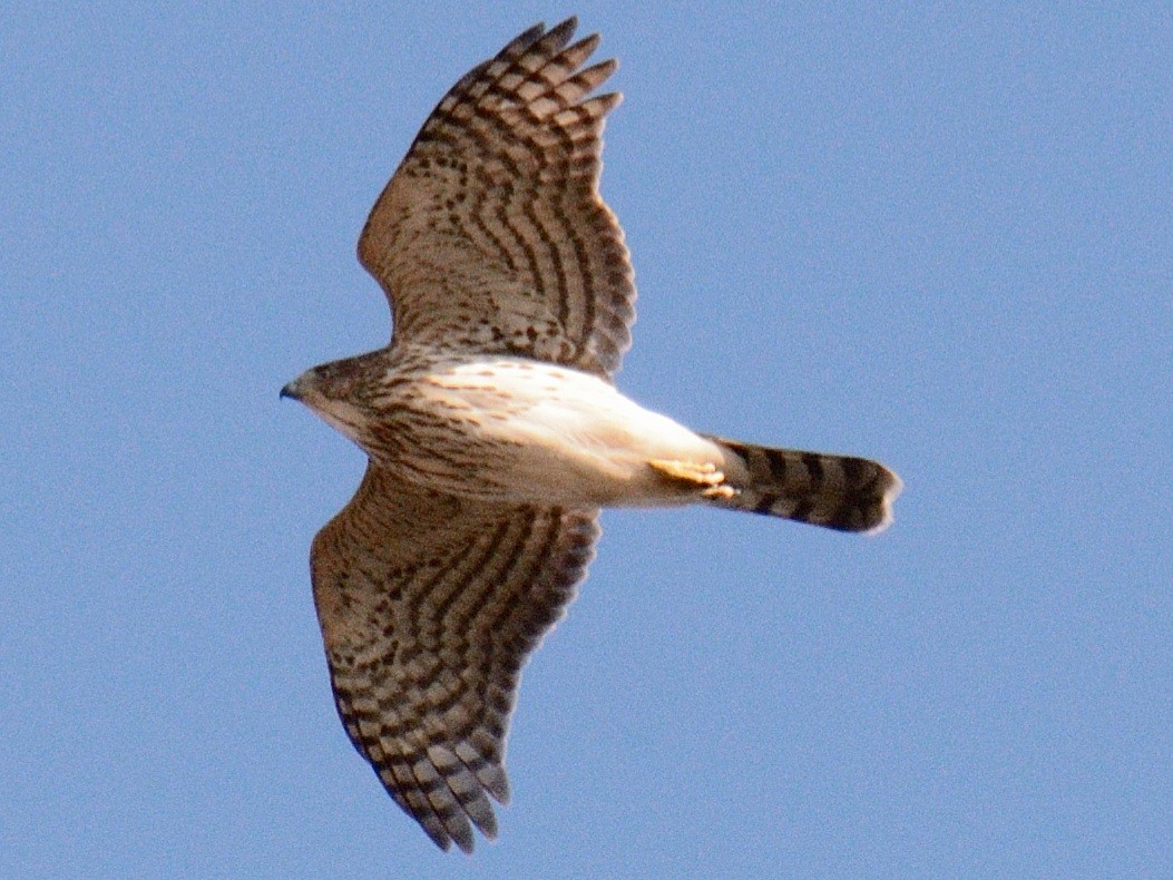 Cooper's Hawk - ML645461334