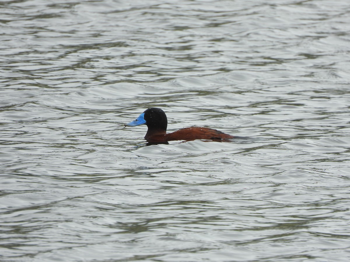 Andean Duck - ML645461351