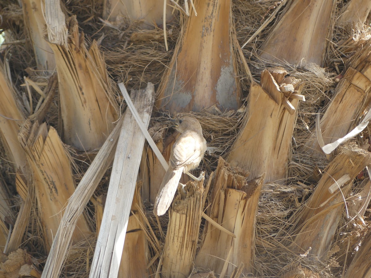 Fulvous Chatterer - ML645461353