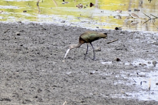 Beltzaran musuzuria - ML645461365