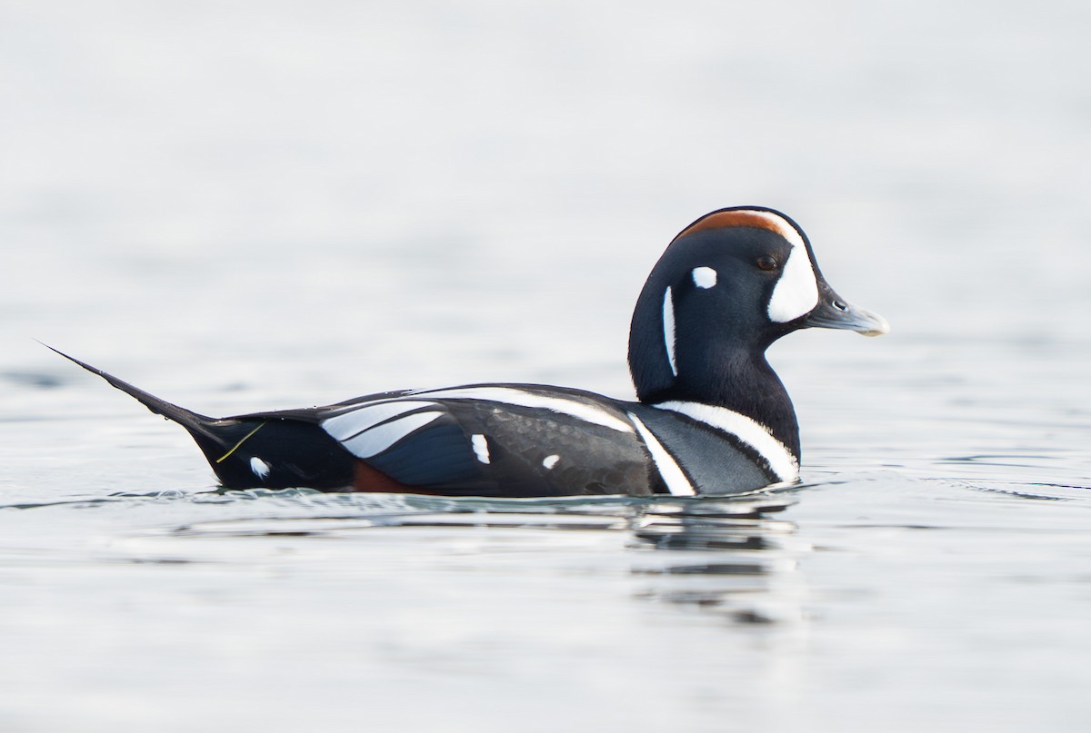 Ahate arlekina - ML645461374