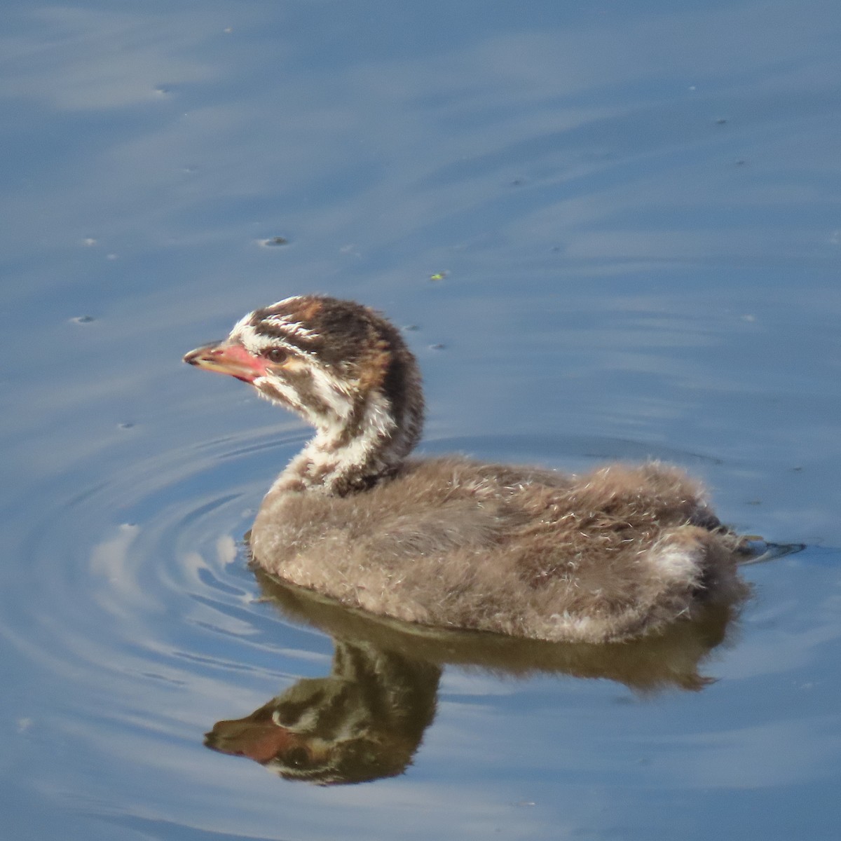 Pied-billed Grebe - ML645461375