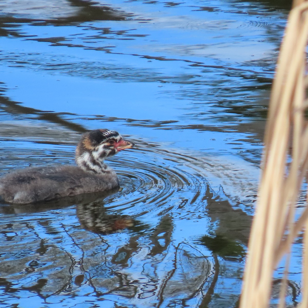 Pied-billed Grebe - ML645461376