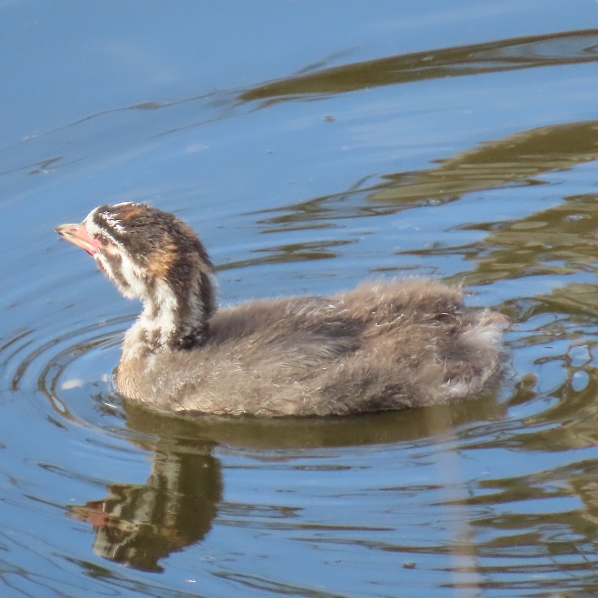 Pied-billed Grebe - ML645461378