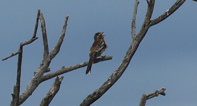 Cinnamon Warbling Finch - ML645461382