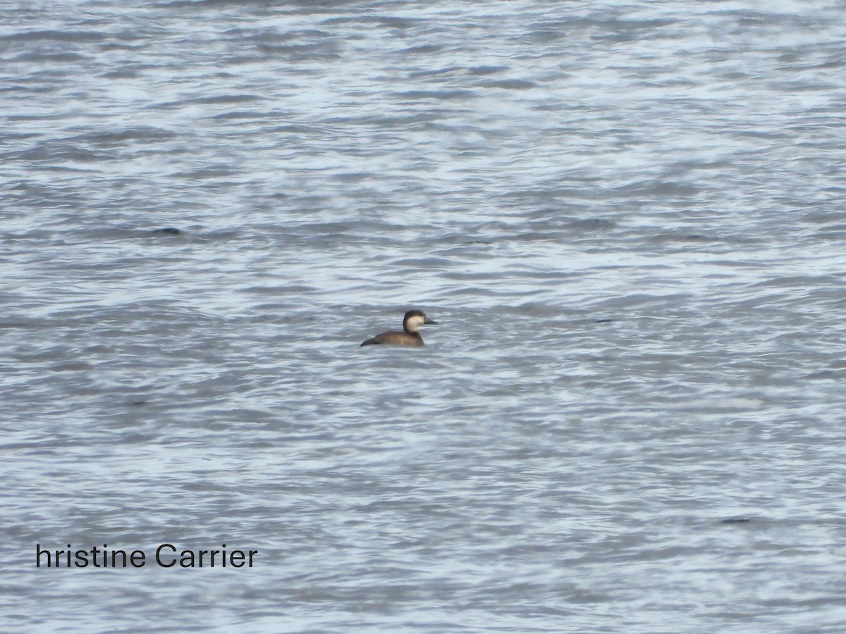 turpan žlutozobý - ML645461388